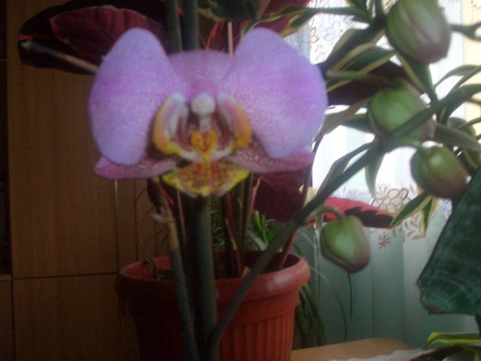 orhidee mov cu picatele - plante cu flori