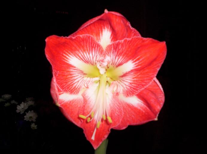 Amaryllis bakker 6 dec.2007 (4