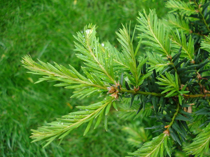Taxus baccata (2009, May 13) - Taxus baccata_European Yew