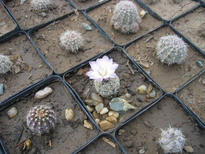 Gymnocalycium bruchii , plnta inflorita