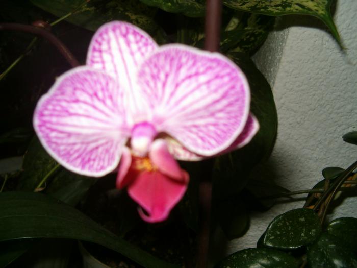 phalenopsis - Orhidee