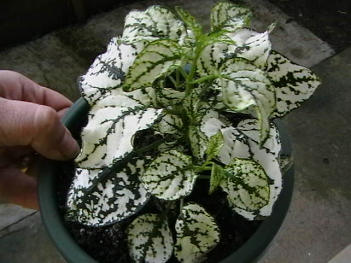 hypoestes; fittonia alba
