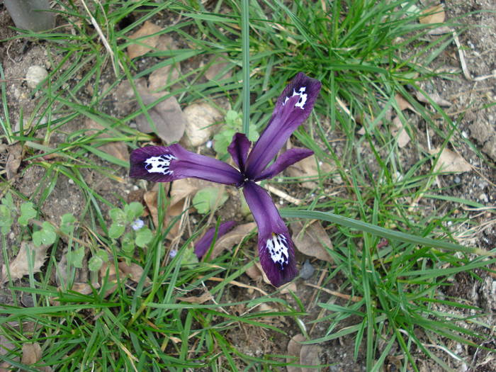 Iris reticulata Purple Gem (2009, Mar.29)