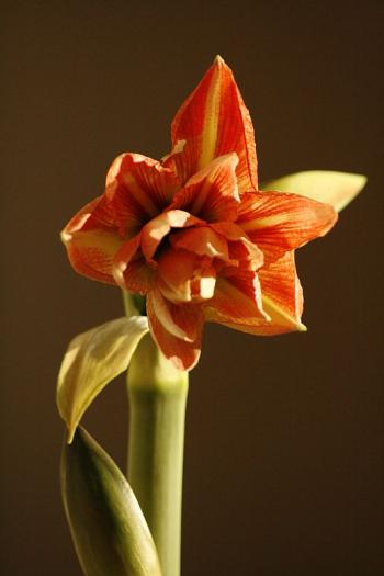 Hippeastrum Lady Jane