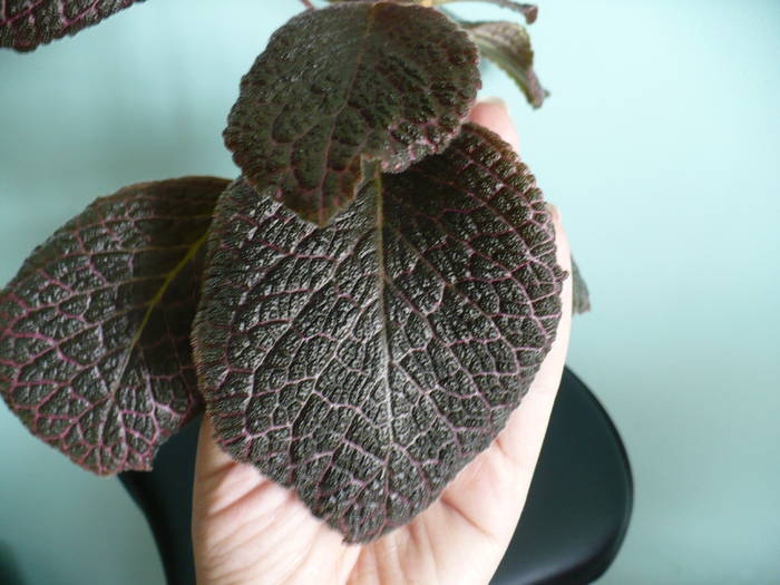 detaliu frunza (comparativ cu dimensiunea palmei) - Episcia 2009 - 2010 - 2012 - 2014