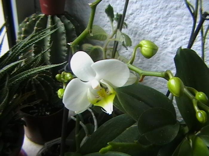 12.12 - orhidee