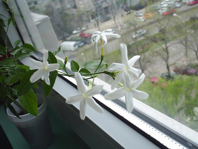 Jasminum (Iasomie de camera) - Alte plante