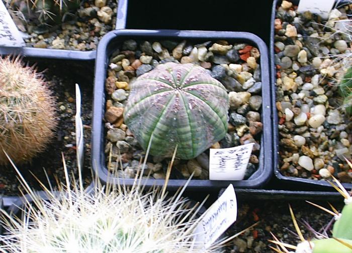 Euphorbia obessa