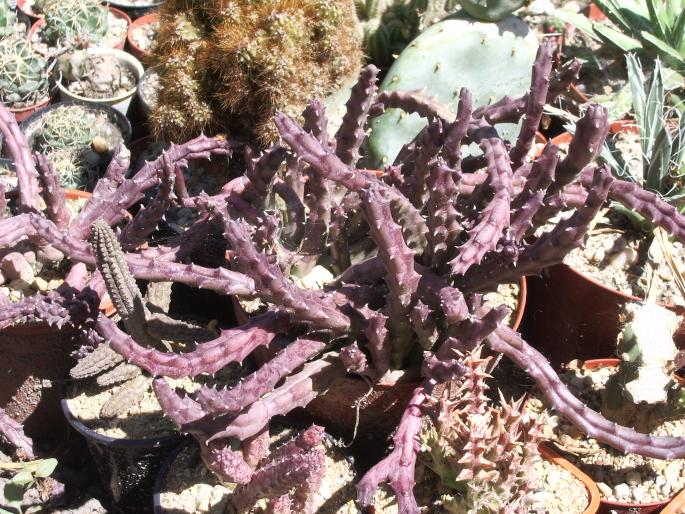 Stapelia variegata