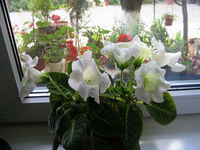 Gloxinia alba2