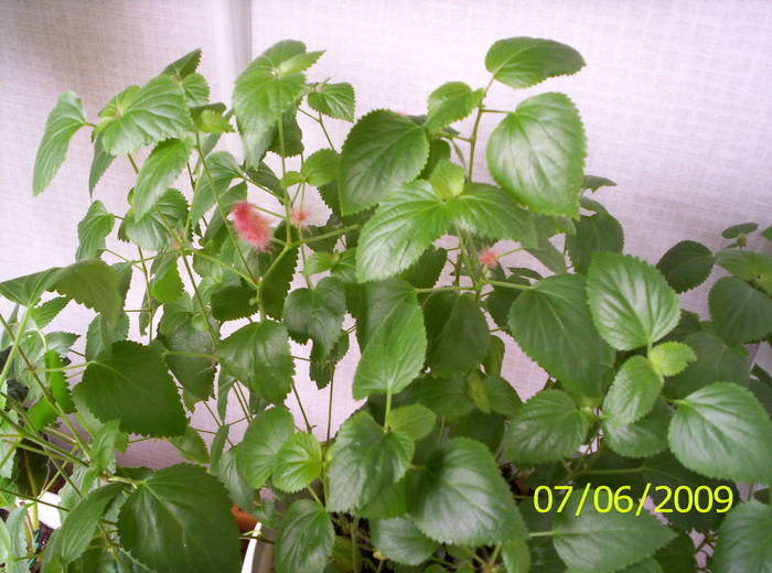 Acalypha 7 iun 2009 (2)