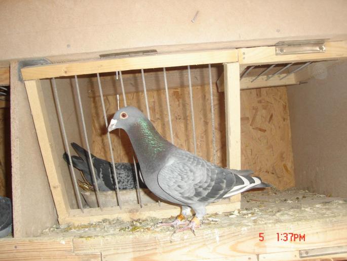 Picture 396 - porumbeii unui prieten