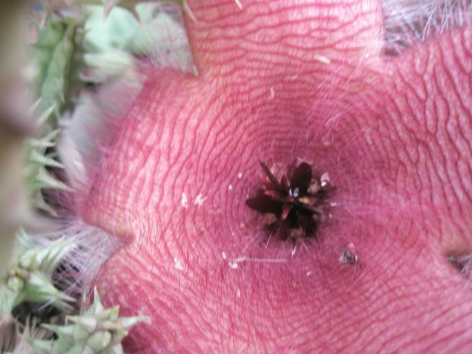 Stapelia flavirostris - floare - Suculente 2008