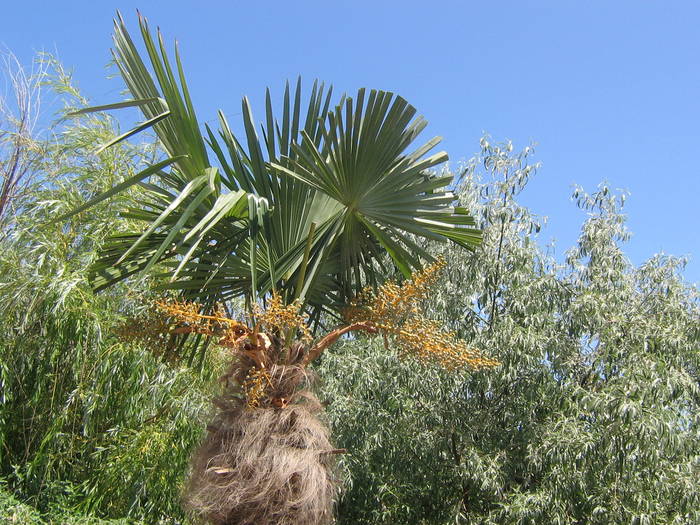 palmieri din Mamaia - palmieri