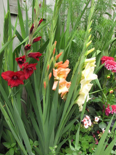 Gladiole pitice 13 iul 2009 (1) - gladiole