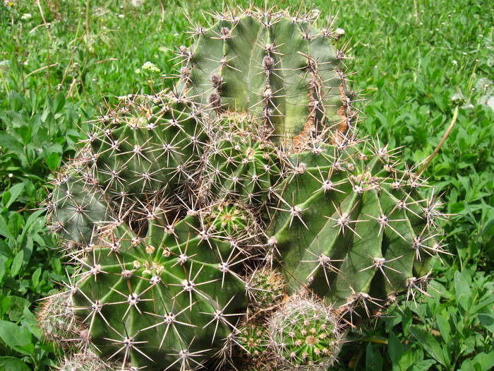 SPIKES IN THE GRASS