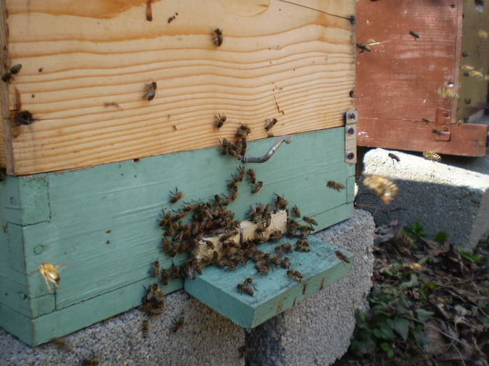 P2250025; Aglomeratie la urdinis,incepe culesul polenului
