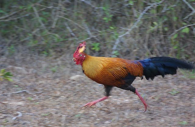 Gallus lafayetii