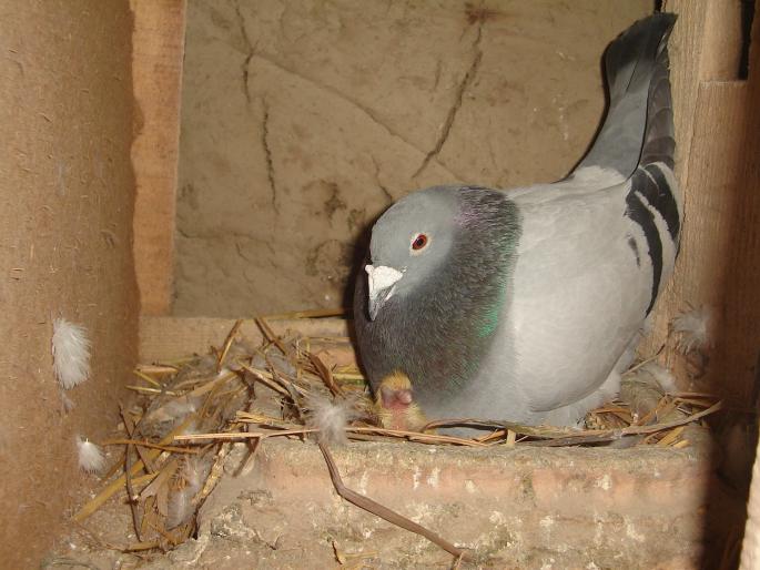 mascul 2004 - porumbei voiajori