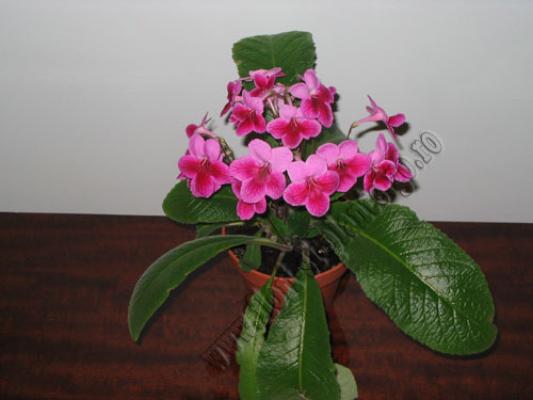 Streptocarpus