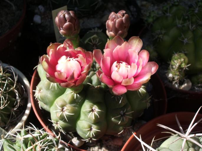 Gymnocalycium baldianum