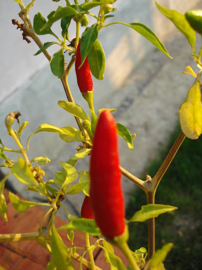 Red Chili Pepper (2009, August 04)