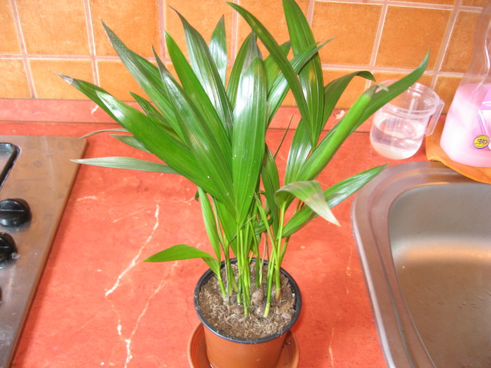 areca - florile mele 2009