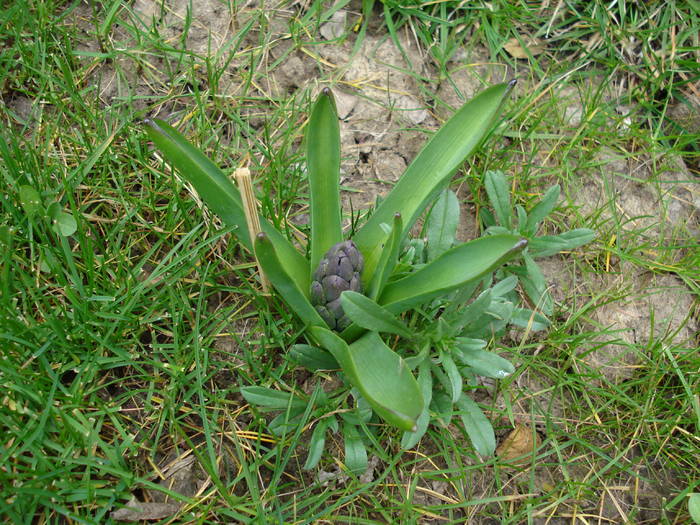 Hyacinthus orientalis (2009, March 30) - ZAMBILE_Hyacinths