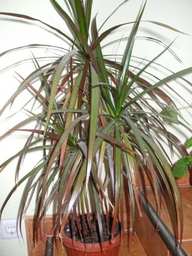 dracaena; dracaena
