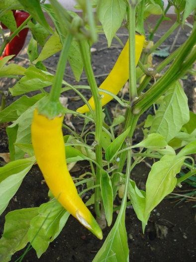 Golden Cayenne Pepper (2009, Aug.25)