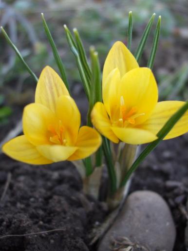 crocus