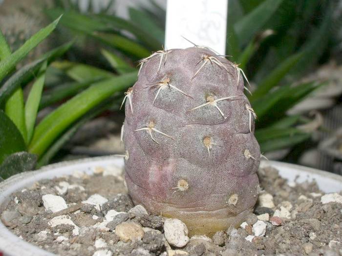 Tephrocactus geometricus