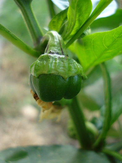 Bell Pepper Purple Flame (2009, Sep.25)