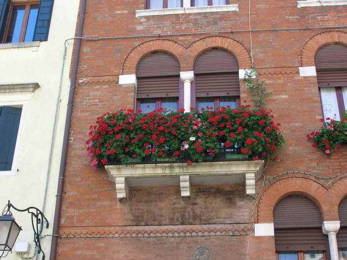 flori la geam1 - italia demult