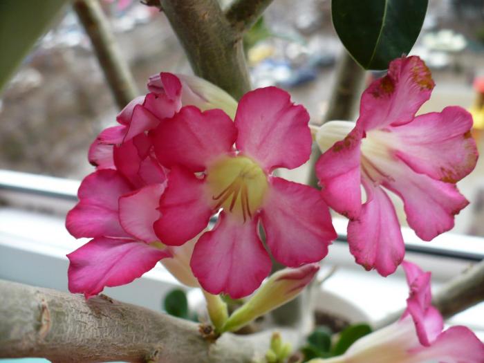 flori adenium