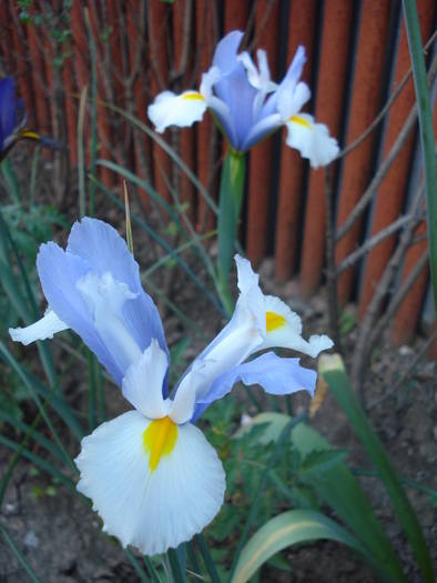 Iris Silvery Beauty (2009, May 24)
