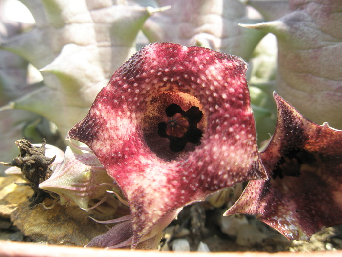 Huernia macrocarpa - floare - Asclepidiacee 2009
