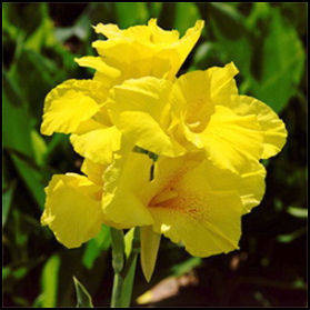 canna imag. 5