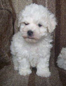 bichon