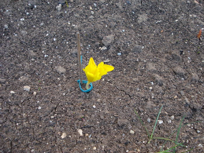 Iris danfordiae (2009, March 09)