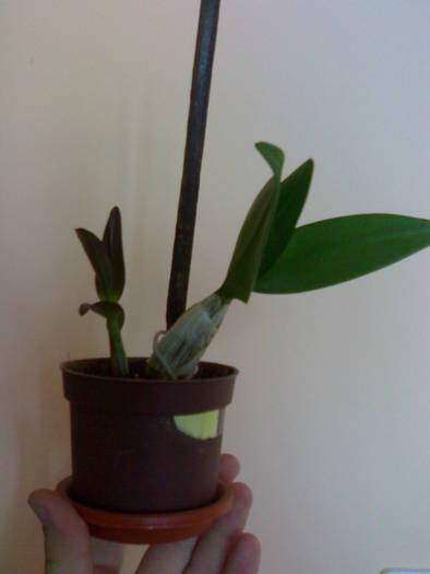 Un nou psbulb - Dendrobium phalaenopsis 2009