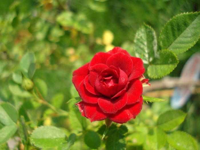 True Love rose, 18may2009 - True Love miniature rose