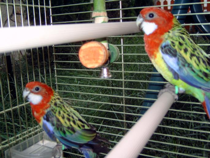 papagalii mei - Animalutele mele