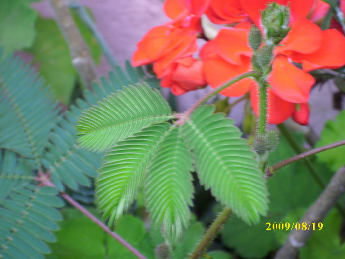 DSCI0007 - mimosa pudica