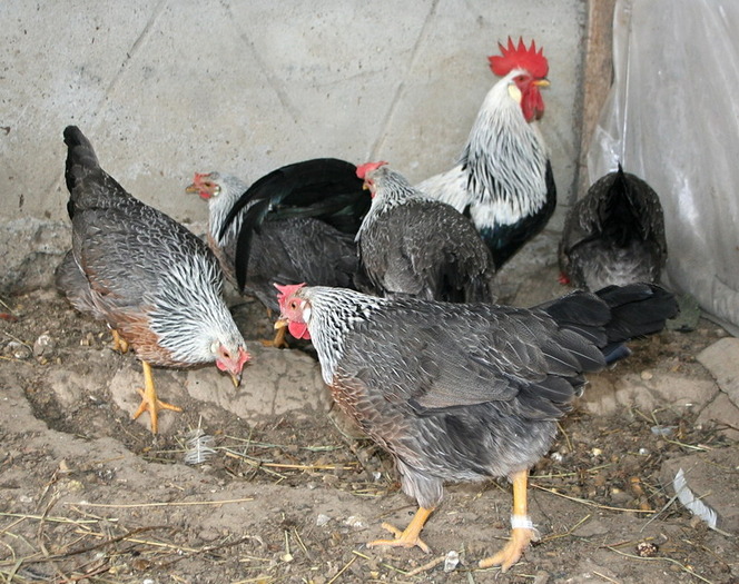 familie Leghorn Argintiu