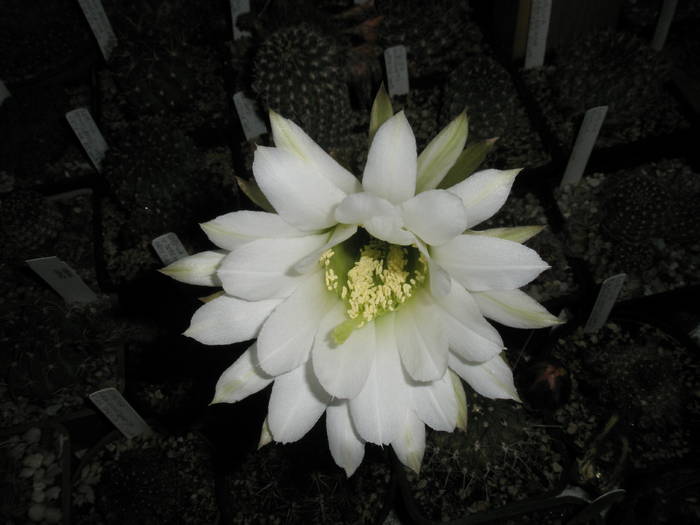 Echinopsis megacarpa - floare - Echinopsis