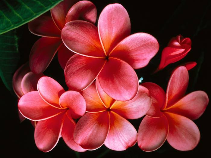 pink_plumerias v1 - Hawaiian Plumeria 1