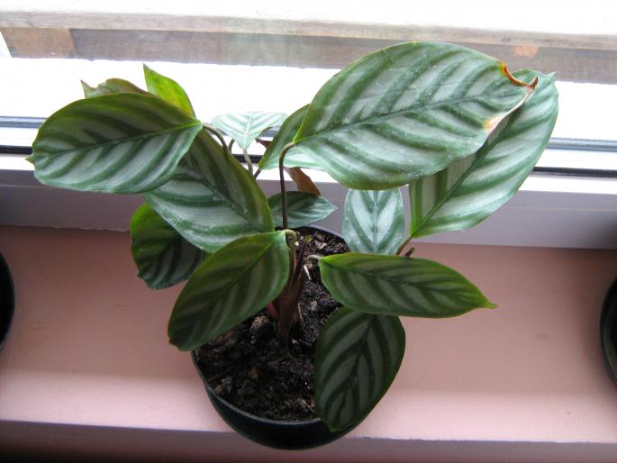 ctenate; maranta
