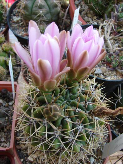 Gymnocalycium achirasense