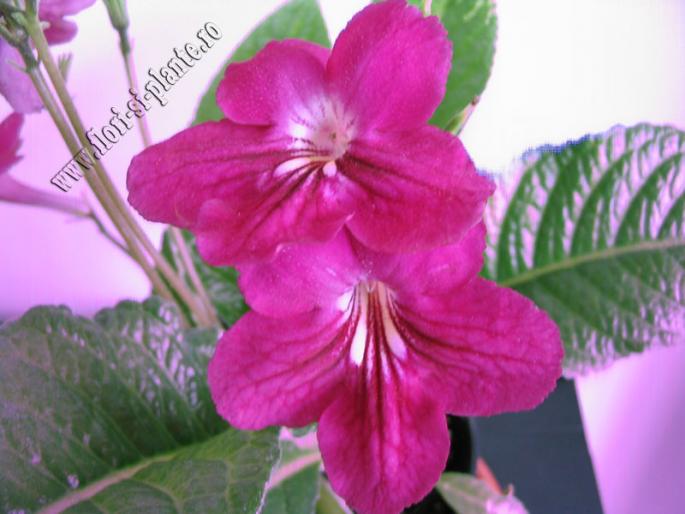 Streptocarpus southshore 1